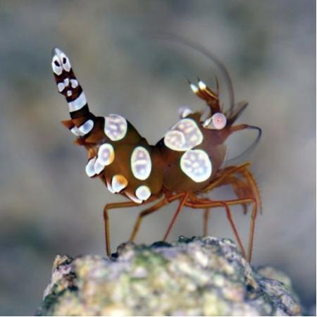 Thor Amboinensis (Sexy Shrimp), Dieren en Toebehoren, Vissen | Aquaria en Toebehoren, Ophalen of Verzenden