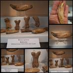 Grotbeer Verzameling - Fossiele matrix - Ursus spelaeus, Verzamelen, Mineralen en Fossielen