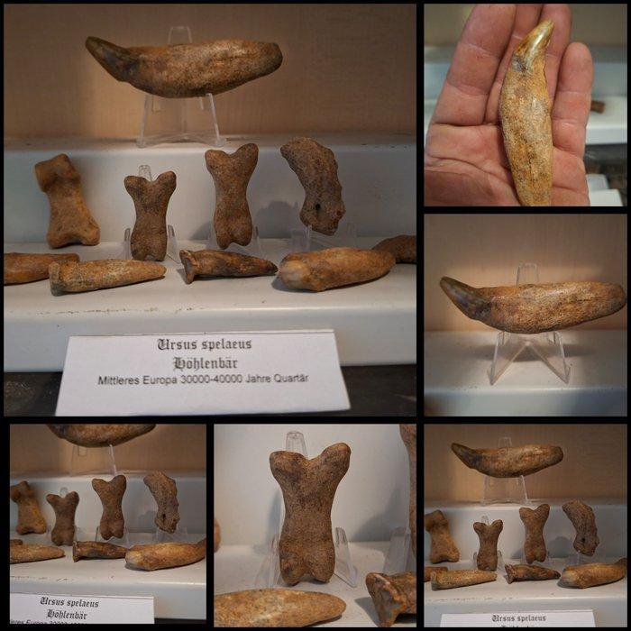 Grotbeer Verzameling - Fossiele matrix - Ursus spelaeus, Verzamelen, Mineralen en Fossielen