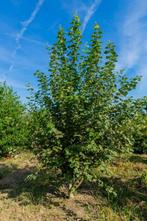 Populus tremula meerstammig 300-350