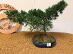 Jeneverbes bonsai (Juniperus) - Hoogte (boom): 36 cm -