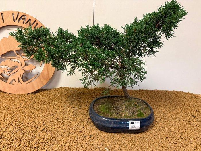 Jeneverbes bonsai (Juniperus) - Hoogte (boom): 36 cm -, Antiek en Kunst, Curiosa en Brocante