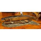 Snoek Taxidermie volledige montage - Esox lucius - 20 cm -, Nieuw