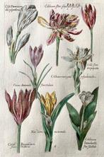 Johann Theodor de Bry, 1561-1623 - Colchicum - Lastra grande