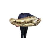 Figuur - XXL 105cm! Crocodile Skull - Brons, Metaal, Hout