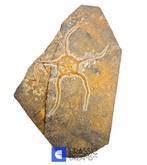 Grote en mooi bewaarde Ordovicische kraakster (Ophiura sp) -