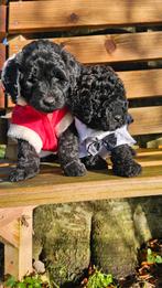 Labradoodle  Sinterklaas Doodletjes, Dieren en Toebehoren, Honden | Retrievers, Spaniëls en Waterhonden, Parvo, Nederland, Overige rassen