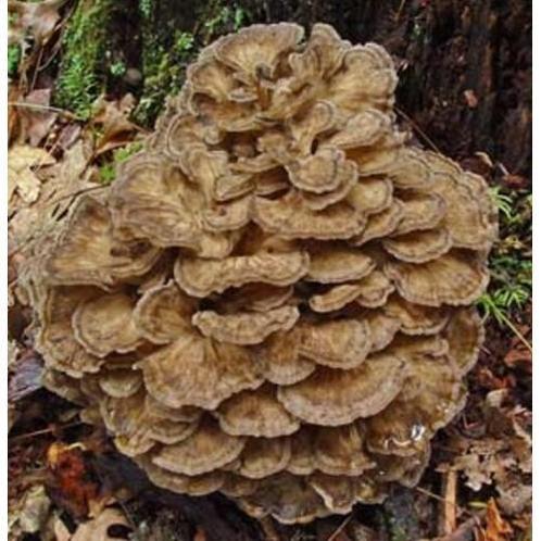 Maitake (20:1) - 100 Vegan Capsules, Sport en Fitness, Gezondheidsproducten en Wellness, Poeder of Drank, Nieuw, Verzenden