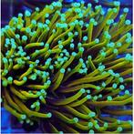 Euphyllia glabrescens Dragon Soul (1 kop), Dieren en Toebehoren, Ophalen of Verzenden, Nieuw