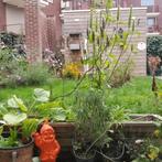 kamer in Maastricht gevonden voor €625,- pm, Maastricht