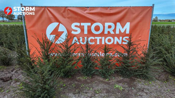 Taxus baccata 80–100 cm – haagplanten online veiling, Tuin en Terras, Planten | Bomen, Minder dan 100 cm