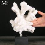 Stylophora Pistillata – Koraalsculptuur - Prachtige witte