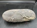 Fossiel - Gefossiliseerd ei - Oviraptor sp. - 18 cm - 7.5 cm