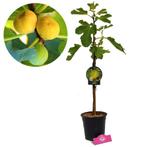 Vijgenboom Ficus carica Kadota + Pot 17cm, Tuin en Terras, Planten | Fruitbomen, Volle zon, Verzenden