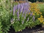 Agastache Black Adder - Anijsnetel, Overige soorten, Vaste plant, Verzenden, Halfschaduw