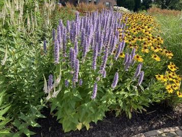 Agastache Black Adder - Anijsnetel beschikbaar voor biedingen