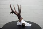 jachttroffee reebok Schedel - capreolus capreolus - 0 cm - 0, Verzamelen, Dierenverzamelingen, Nieuw