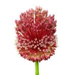 Bloembollen - 24 x Allium Red Mohican - bordeaux, Verzenden, Voorjaar, Volle zon, Bloembol