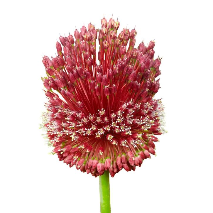 Bloembollen - 24 x Allium Red Mohican - bordeaux, Tuin en Terras, Bloembollen en Zaden, Bloembol, Voorjaar, Volle zon, Verzenden