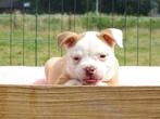 Old English Bulldog pups! | Mogen mee! | Hartelijk Welkom., Dieren en Toebehoren, Parvo, Nederland, 8 tot 15 weken, Bulldog