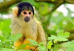 GaiaZOO kaartjes: Gratis of met Hoge Korting!, Drie personen of meer, Ticket of Toegangskaart