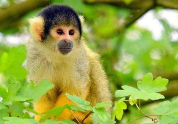 GaiaZOO kaartjes: Gratis of met Hoge Korting! beschikbaar voor biedingen
