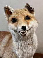 Rode vos Taxidermie volledige montage - Vulpes Vulpes - 56, Nieuw