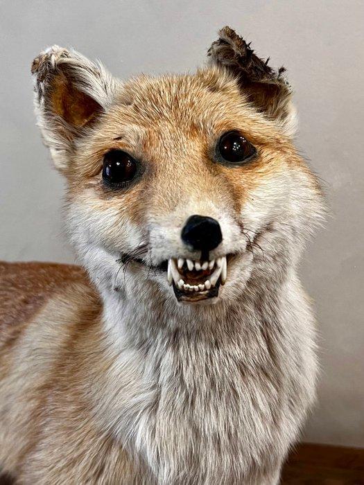 Rode vos Taxidermie volledige montage - Vulpes Vulpes - 56, Verzamelen, Dierenverzamelingen