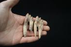 Prime walvis, buitengewoon molair van Basilosaurus -
