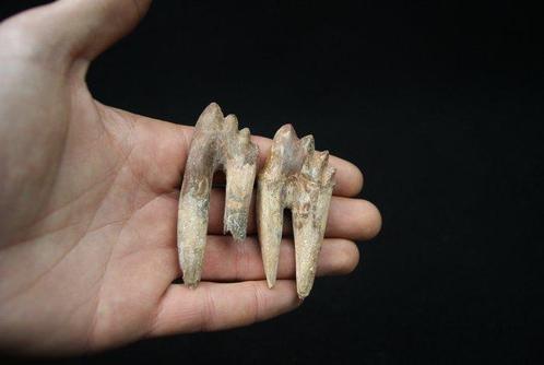 Prime walvis, buitengewoon molair van Basilosaurus -, Verzamelen, Mineralen en Fossielen