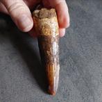 Dinosaurus - Fossiele tand - Sehr großer Spinosaurus