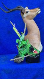 Impala Taxidermie wandmontage - Aepyceros melampus - superbe, Verzamelen, Dierenverzamelingen, Nieuw