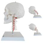 Anatomie model schedel met flexibele cervicale wervelkol..., Nieuw