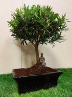 Boeddha-den bonsai (Podocarpus macrophyllus) - Hoogte