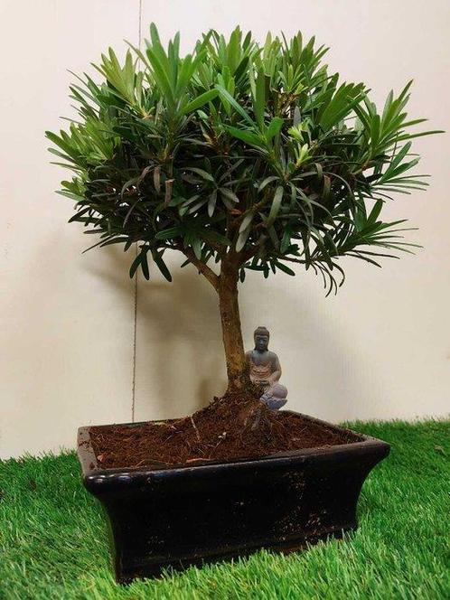 Boeddha-den bonsai (Podocarpus macrophyllus) - Hoogte, Antiek en Kunst, Curiosa en Brocante