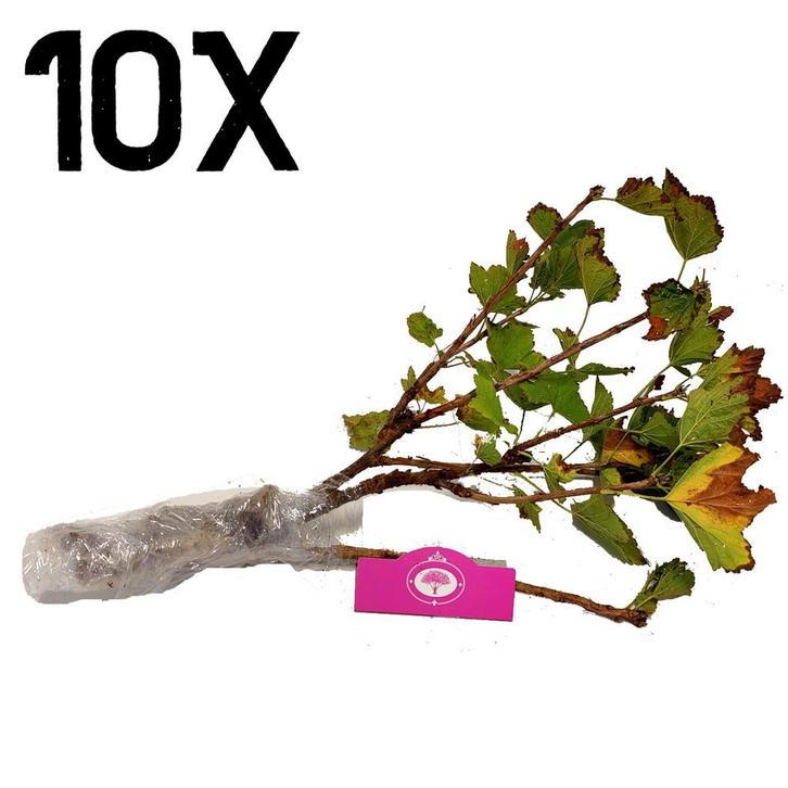 aalbes Ribes rubrum Blanka Wit 10 stuks, Tuin en Terras, Planten | Fruitbomen, Halfschaduw, Verzenden