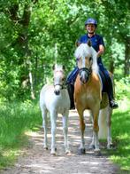 Prachtige raszuivere Haflingers te koop, Dieren en Toebehoren, Paarden, Ontwormd