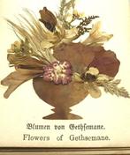 Ferdinand Vester - Herbarium - Flowers Of The Holy Land -