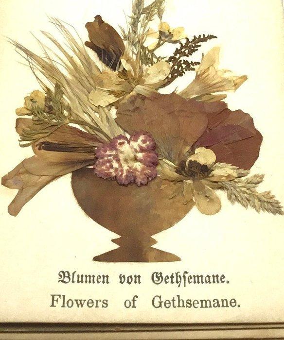 Ferdinand Vester - Herbarium - Flowers Of The Holy Land -, Antiek en Kunst, Antiek | Boeken en Bijbels