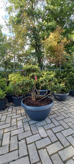 Ilex Crenata bonsai Japanse hulst in Sierpot, Tuin en Terras, Ophalen, Nieuw