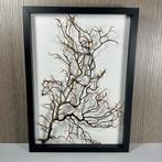 Prachtig frame! Taxidermie volledige montage - Gorgoncea sp.