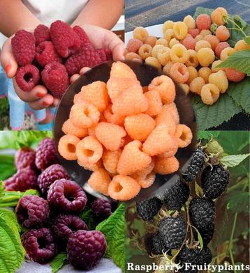 Frambozen direct 2-3 kg. vruchten per plant 100% fruit