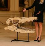 Reusachtige schedel van een Mosasaurus. - Fossiele schedel -