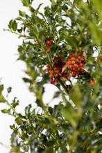 Hulst / Ilex Aquifolium Alaska 100-125cm, Tuin en Terras, Planten | Tuinplanten, Vaste plant, Lente, Verzenden, Volle zon