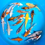 Yamazaki Tosai mix 12-16cm, Dieren en Toebehoren, Vissen | Vijvervissen, Karper of Koi