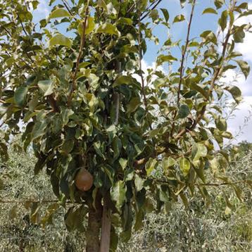 Perenboom - Pyrus Gieser Wildeman - Omtrek: 10-14 cm | Hoogt beschikbaar voor biedingen