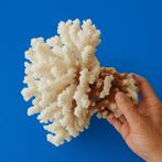 Witte koraal Koraal - Corail Acropora, Antiek en Kunst