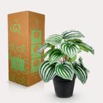 Kunstplant - Peperomia Argyreia - Watermelon -25 cm, Verzenden, Nieuw