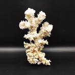 Acropora florida takken - Hoogte: 8 cm - Breedte: 15 cm- 110