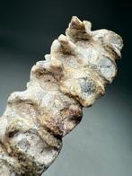 Zeldzame onderkrijtperiode Psittacosaurus staartwervel met